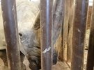 Dvorská zoo dovezla z Francie samici nosoroce