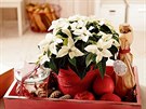 Poinsettie jsou vděčnou součástí adventních i vánočních aranžmá, ať jsou v...