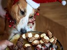 I vá pes si me dopát vánoní cukroví, ovem peené jen pro nj, z...