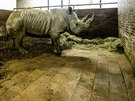 Do safari parku ve Dvoe Králové dorazila nová samice nosoroce bílého jiního...