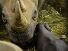 Mlád nosoroce erného v zoo Dvr Králové.
