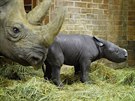 Mlád nosoroce erného v zoo Dvr Králové.