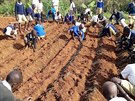 Trninkov koln farma v Keni