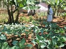 Tréninková školní farma v Keni