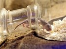 Nov�m expon�tem a chovan�m druhem v plze�sk� zoo je rypo� lys�. Hlodavec je...