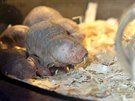 Nov�m expon�tem a chovan�m druhem v plze�sk� zoo je rypo� lys�. Hlodavec je...