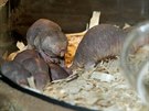Nov�m expon�tem a chovan�m druhem v plze�sk� zoo je rypo� lys�. Hlodavec je...