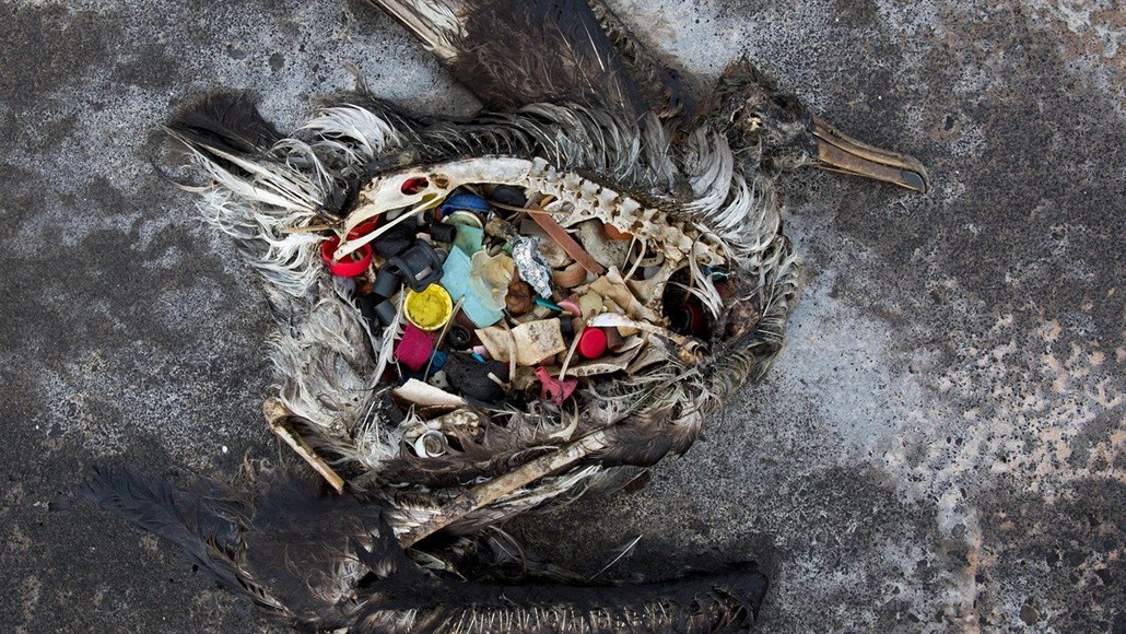 Slavná fotka mrtvého albatrosa, který v sobě měl desítky kusů plastového odpadu.