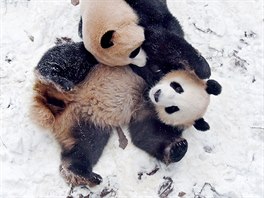 HRA VE SNHU. Pandy pojmenované cheng-iou a uang-chao si hrají v zoo v...