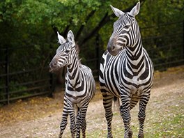 Na své adoptivní rodiče čekaly do Vánoc i zebry bezhřívé (Equus quagga...