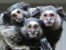 První drápkaté opičky začala jihlavská zoo chovat v roce 1991. Tato rodina...