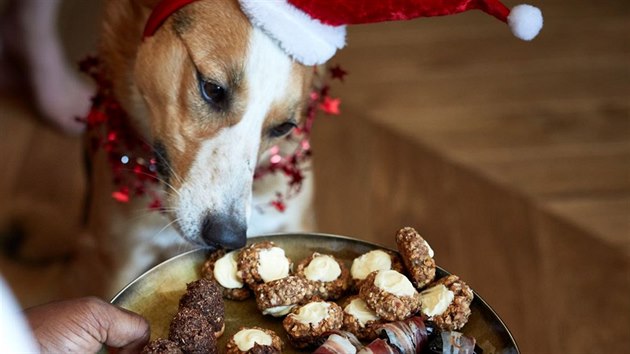 I váš pes si může dopřát vánoční cukroví, ovšem pečené jen pro něj, z ingrediencí, které mu opravdu přilepší, ale neuškodí. (Neštěkej a jez)