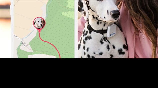 Abyste měli přehled o pohybu vašeho psího kamaráda, stačí připnout na obojek krabičku, která obsahuje GPS lokátor a integrovanou SIM kartu pro datový přenos polohy do telefonu.