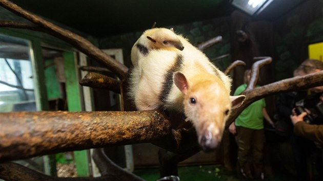 V olomouck zoo na Svatm Kopeku se konalo ven jubilejnho destho mldte mravenenka typrstho. Zahrada je jedinou v esku a Slovensku, kter se da tato zvata spn rozmnoovat. Mld, kter zatm nem jmno a zpotku nebylo jasn, zda peije, m z porodnch 460 gram nyn u pes 1,2 kilogramu.