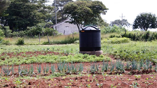 Trninkov koln farma v Keni