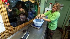V olomoucké zoo na Svatém Kopeku se konalo váení jubilejního desátého mládte mraveneníka typrstého. Zpoátku nebylo jasné, zda peije, nyní má z porodních 460 gram u pes 1,2 kilogramu.