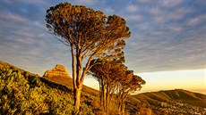 Jihoafrická msta lemovaná a 10 miliony primárn exotických strom jsou nyní v nebezpeí. Kapské Msto. 