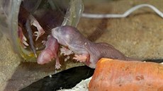 Novým exponátem a chovaným druhem v plzeské zoo je rypo lysý. Hlodavec je...