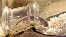 Novým exponátem a chovaným druhem v plzeské zoo je rypo lysý. Hlodavec je...