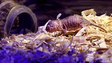 Novým exponátem a chovaným druhem v plzeské zoo je rypo lysý. Hlodavec je...