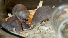 Novým exponátem a chovaným druhem v plzeské zoo je rypo lysý. Hlodavec je...
