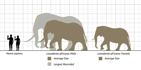 Porovnání velikosti dosplého lovka s velikostí prmrn velkého samce a...