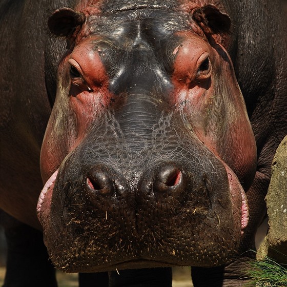 Vera museli v ostravské zoo z dvodu prudkého zhorení zdravotního stavu...