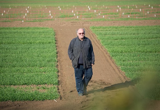 Novou odrůdu pšenice vyšlechtil Petr Martinek ze Zemědělského výzkumného ústavu...