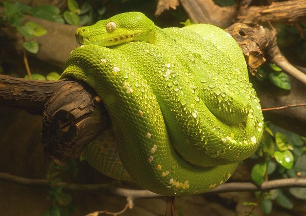 Muž přes internet kupoval hady z Francie, podvodník ho připravil o 20 tisíc