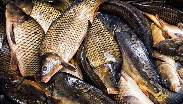 Z vypuštěného rybníka na Klatovsku někdo ukradl desítky ryb