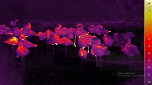 Plameáci pod termokamerou nádhern hrají barvami
