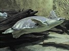 Zoo zprovoznila i expozici Písiny eky Fly s akváriem o objemu osm tisíc...