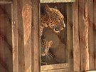 Jedno ze dvou levhartích mláat v brnnské zoo se ukrývá v píbytku spolu se...