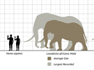 Porovnání velikosti dosplého lovka s velikostí prmrn velkého samce a...
