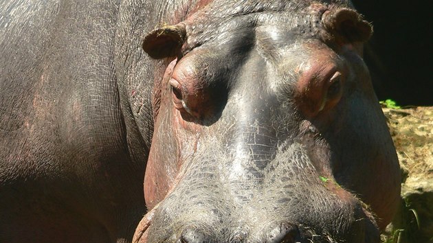 Vera museli v ostravsk zoo z dvodu prudkho zhoren zdravotnho stavu utratit samce hrocha obojivelnho jmnem Honza.