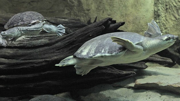 Zoo zprovoznila i expozici Písčiny řeky Fly s akváriem o objemu osm tisíc litrů, které obývají dva druhy želv, karetky novoguinejské a dlouhokrčky Siebenrockovy.