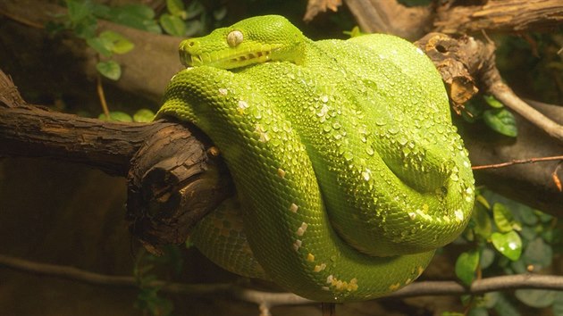 Zoo Ostrava zprovoznila expozici krajty zelen.