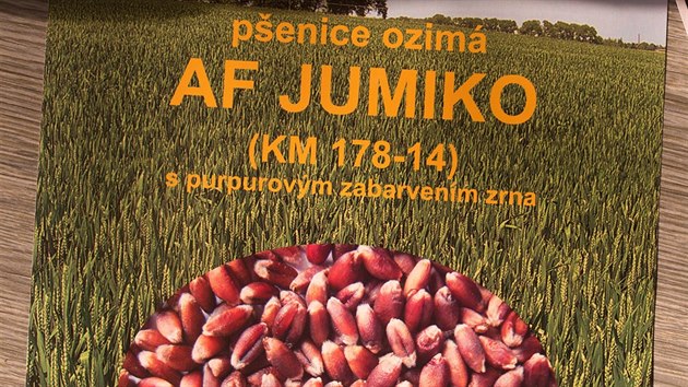 Česko má novou odrůdu pšenice. Obilnina s  purpurovým zrnem má lépe odolávat nepříznivým podmínkám.