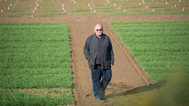 Novou odrůdu pšenice vyšlechtil Petr Martinek ze Zemědělského výzkumného ústavu v Kroměříži.