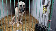 Pes v útulku