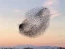 Ptáci vytvoili na panlské obloze magické obrazce