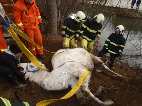 Záchrana velblouda z rybníka na Píbramsku (31. 12. 2018)