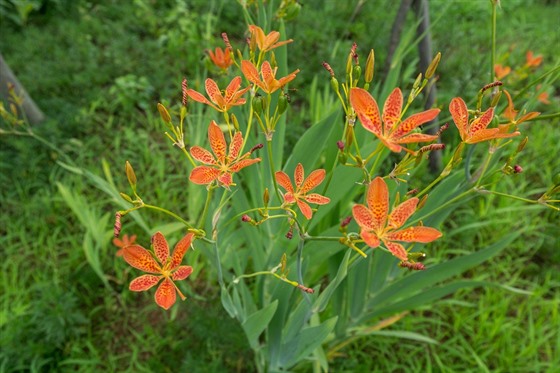 Belamcanda chinensis neboli angínovník