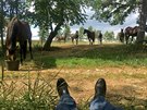 Při práci s koňmi je ta nejlepší relaxace co může člověk poznat.