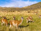Na pasoucí se lamy guanaco narazíte teba v národním parku Torres del Paine.