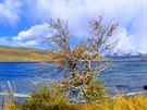 Podzim vytváí v krajin Torres del Paine krásn barevné kontrasty.
