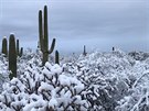 V Arizon nasnilo na kaktusy