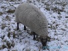 Stdo ovc se nekontrolovan pohybovalo na trv u frekventovan silnice v...