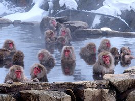 Jigokudani Monkey Park, Japonsko