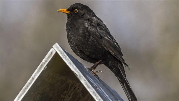 Kos černý, ještě loni jeden z nejběžnějších ptáků u nás, se při vánočních pozorováních ptákův na krmítkách ukázal jako vzácný. Další pozorování proběhnou od 4. do 6. ledna, zapojit se může kdokoliv.